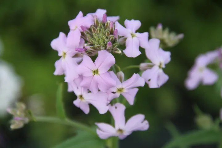 Vitale Rassen Bloemenweidemix bloemzaden bijenweide