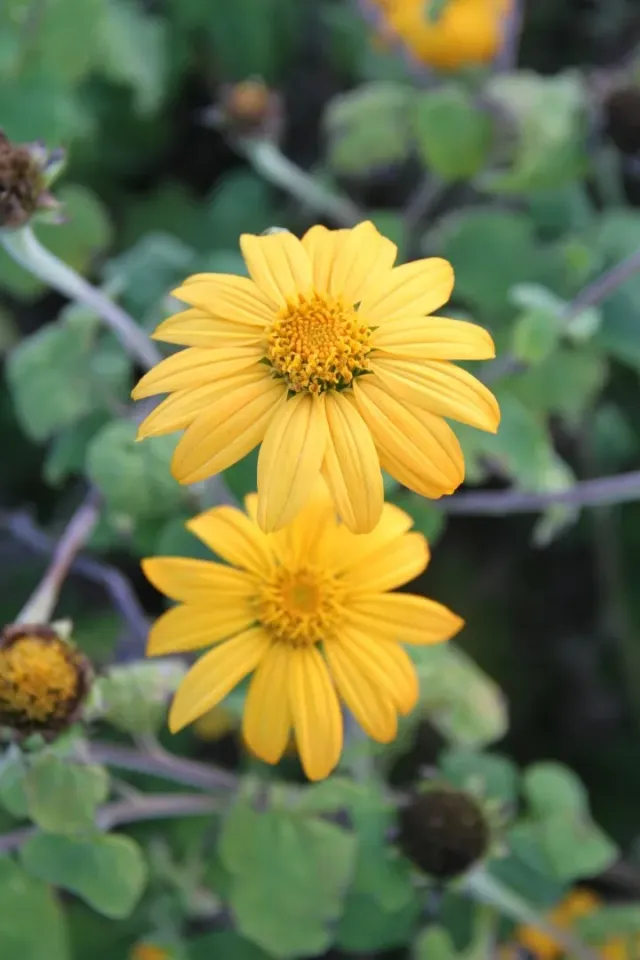 Vitale Rassen okergele Mexicaanse zonnebloem zaden eenjarig