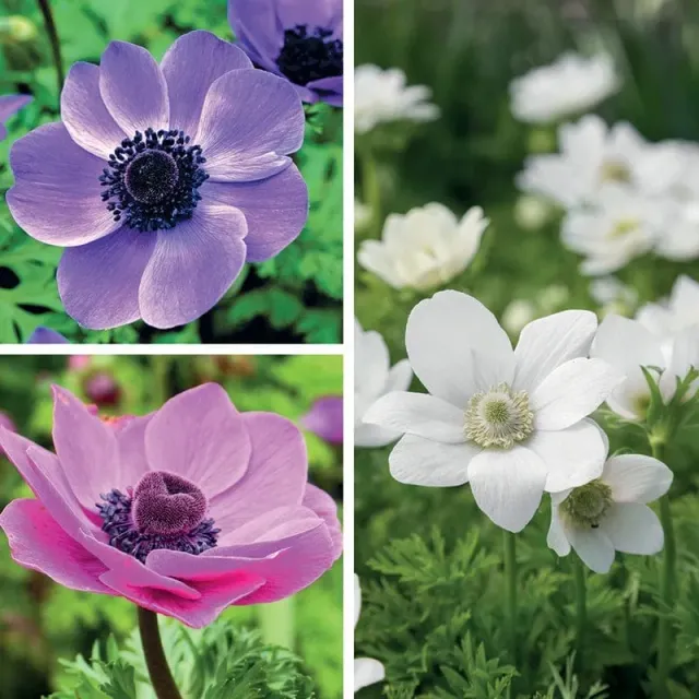 World Botanics Anemone coronaria knollen mix 60 stuks