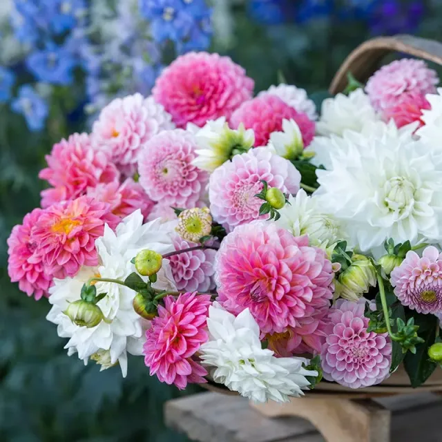 World Botanics Strawberries Cream dahlia knollen 3 stuks