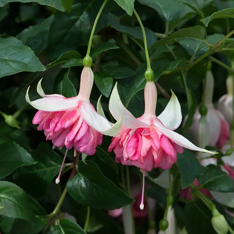 World Botanics Fuchsia Peachy hangplant dubbel 5 stuks