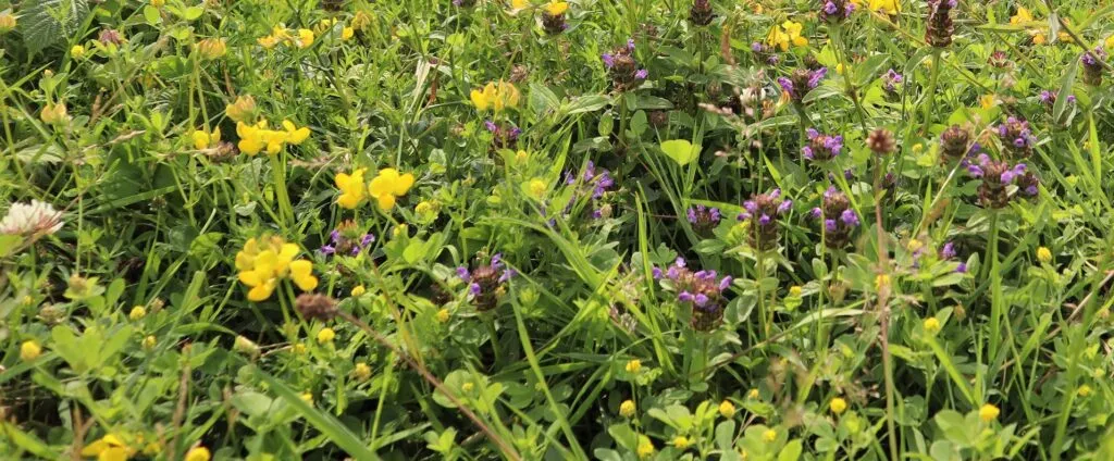 MediGran Bloemengazon MG-1 gazonzaad betreedbaar