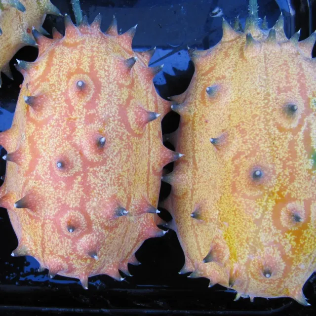 De Tuinen van MergenMetz Kiwano zaden ca. 10 stuks stekelvrucht
