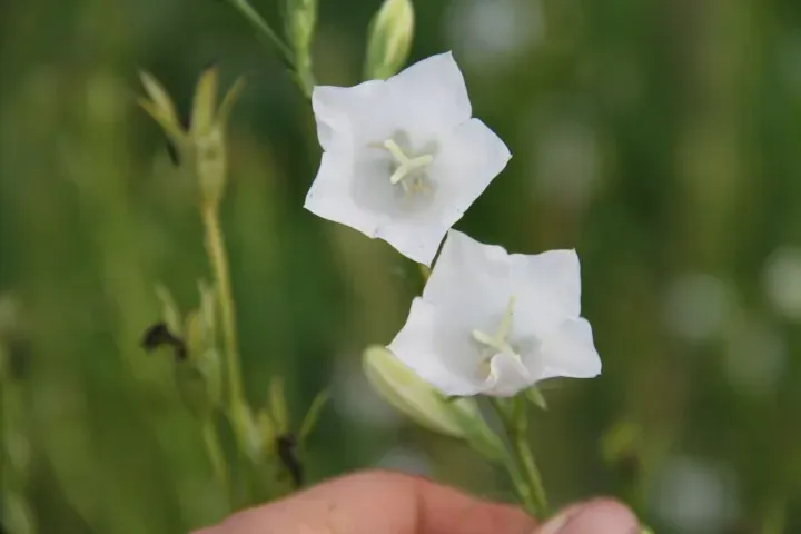 Vitale Rassen Prachtklokje bloemzaden onbespoten