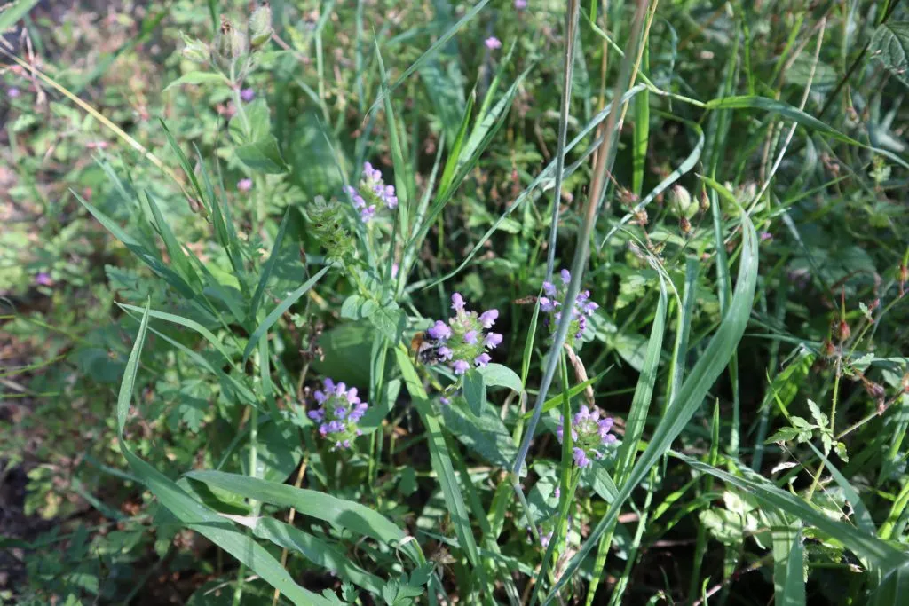 MediGran Schaduwflora HV-47 zaden vochtige schaduw
