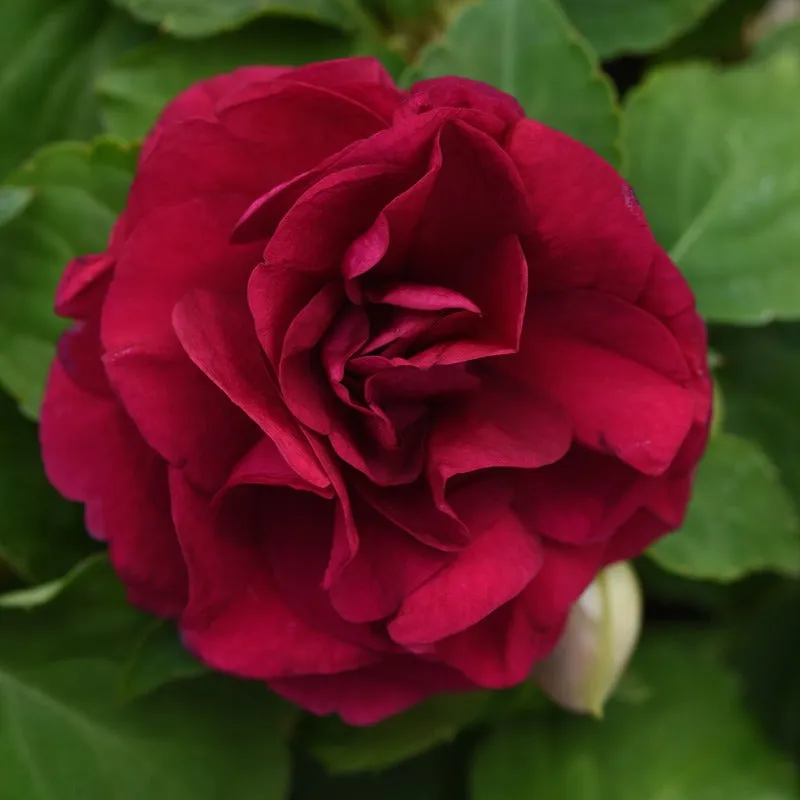 World Botanics Impatiens Glimmer Burgundy jonge planten 5 stuks schaduw