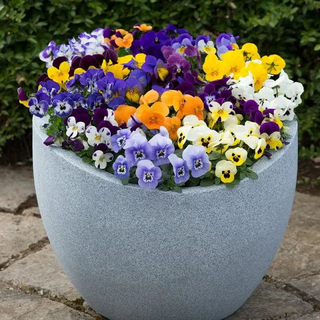 World Botanics Sorbet Viola Sorbet Mixed F1 bloemplanten 15 winterhard