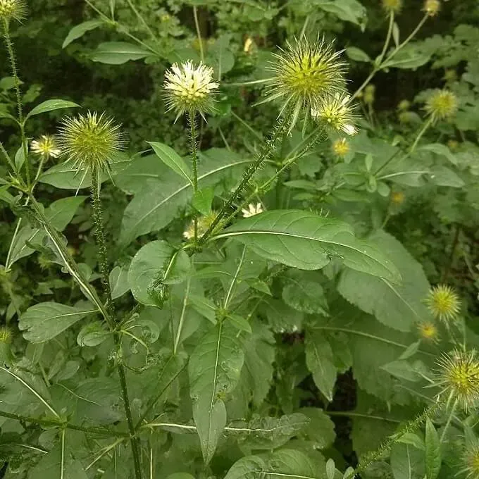 MediGran Dipsacus pilosus kleine kaardenbol zaden onbespoten 2-jarig
