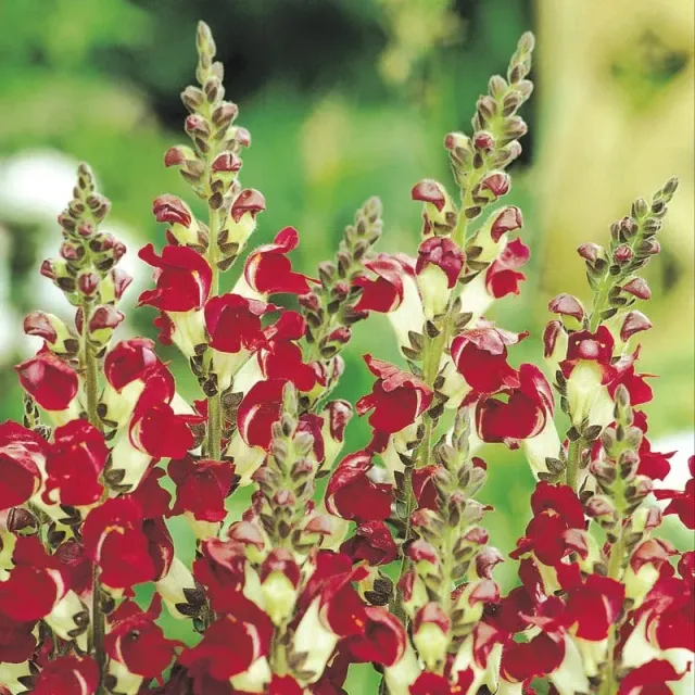 Johnsons Antirrhinum Night & Day Leeuwenbekjes Zaden Tweekleurig