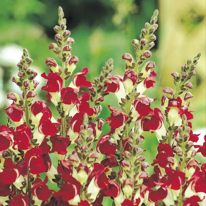 Johnsons Antirrhinum Night & Day Leeuwenbekjes Zaden Tweekleurig
