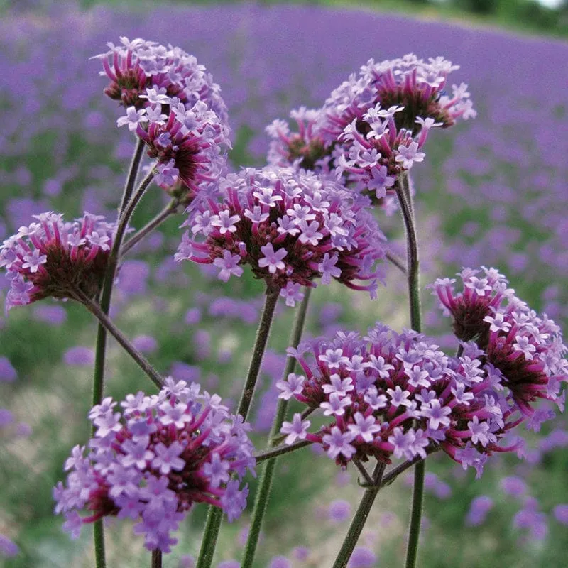 World Botanics Bonariensis verbena 15 tuinplanten lila