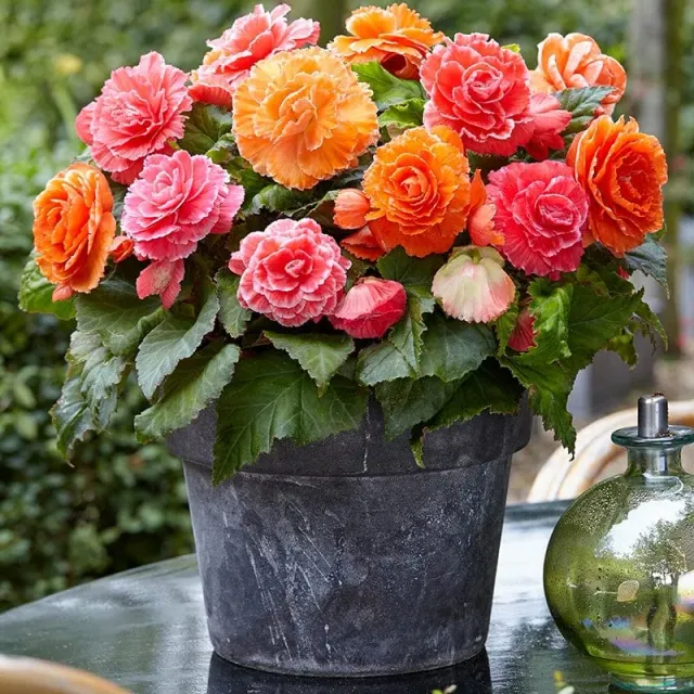 World Botanics Amerihybrid Lace begonia knollen 6 stuks
