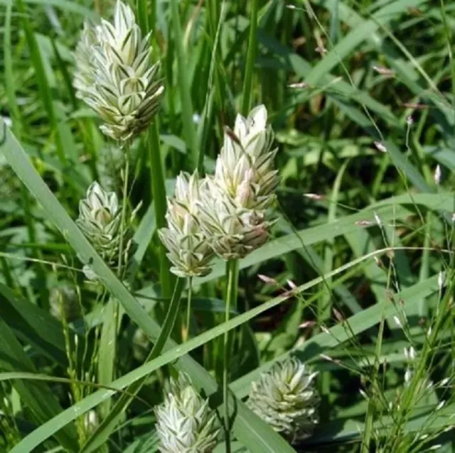 MediGran Phalaris canariensis zaden kanariegras onbespoten