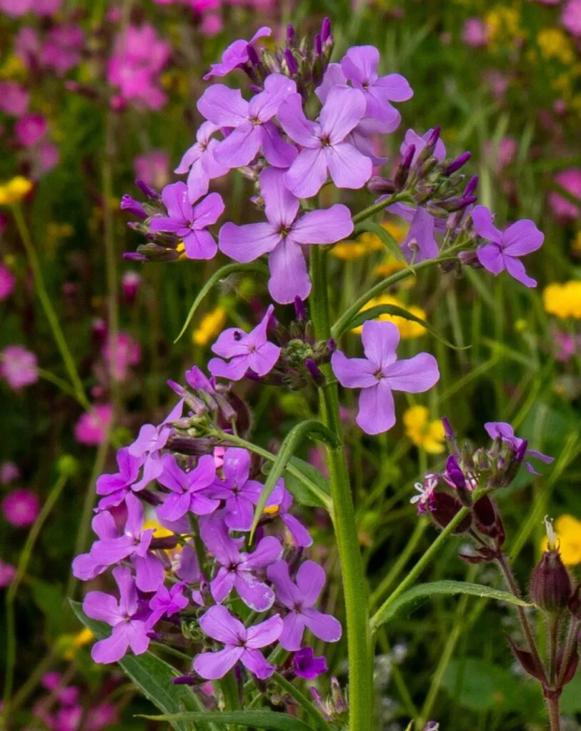 MediGran Damastbloem Hesperis matronalis zaden avondgeur
