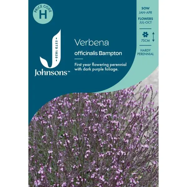 World Botanics Bampton verbena zaden paars