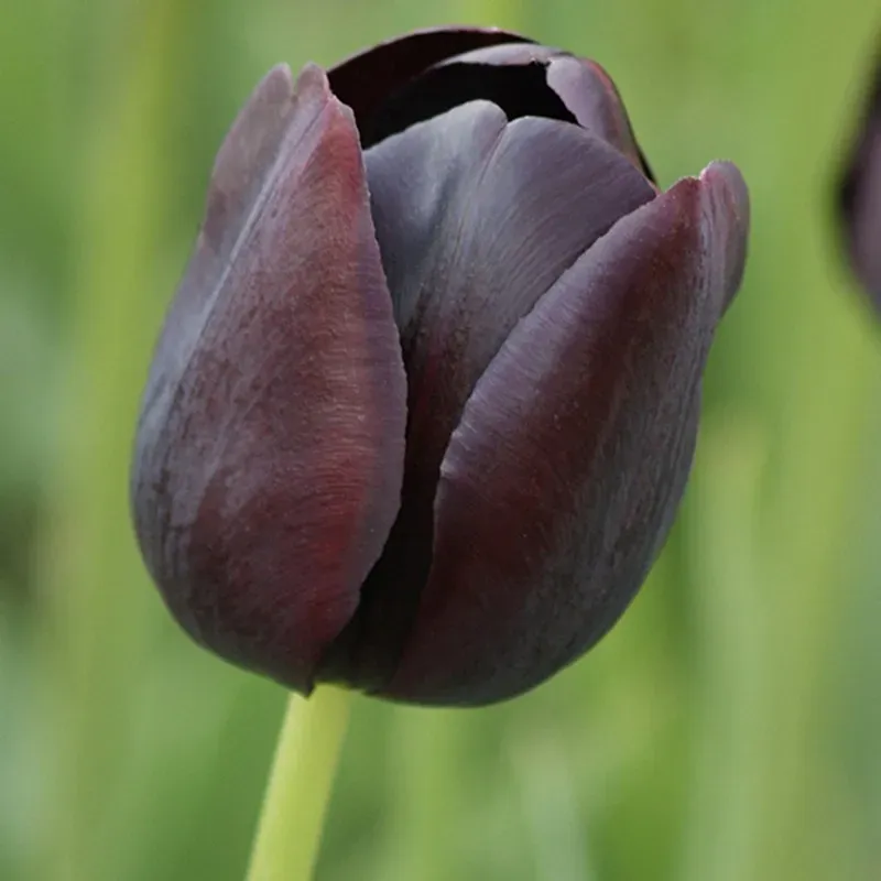 World Botanics Tulp Queen of the Night bollen 15 stuks