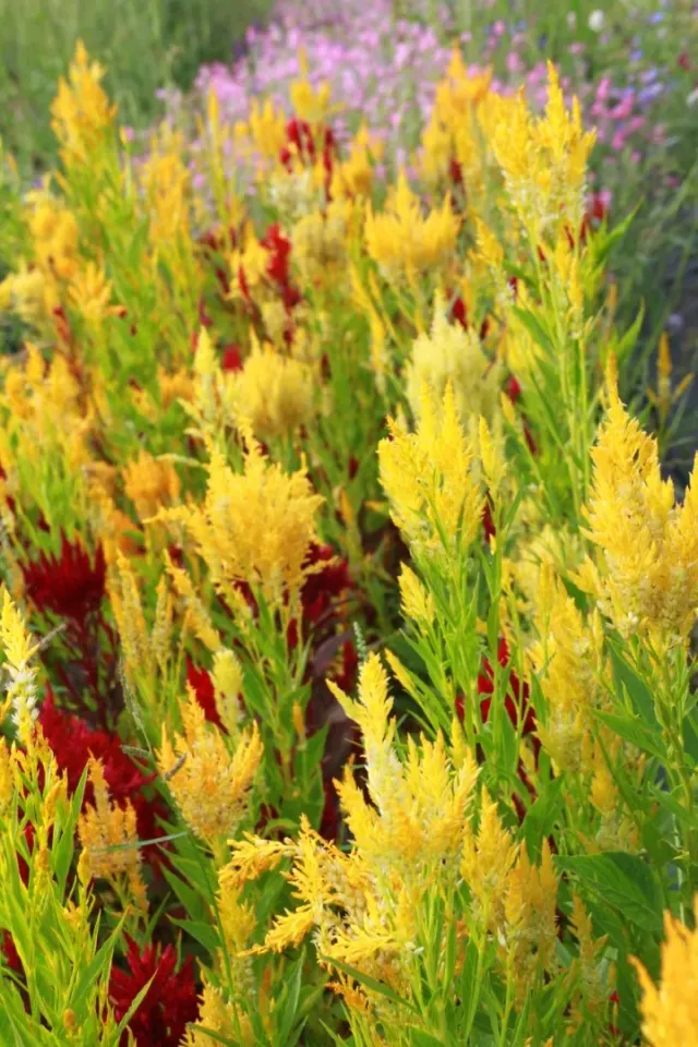 Vitale Rassen Pampas Plume celosia zaden onbespoten