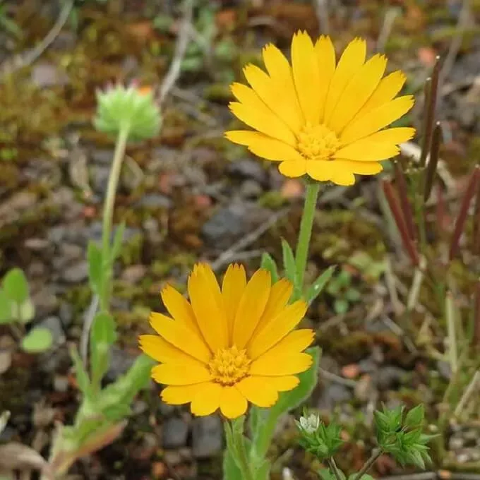 MediGran Calendula arvensis Akkergoudsbloem zaden onbespoten