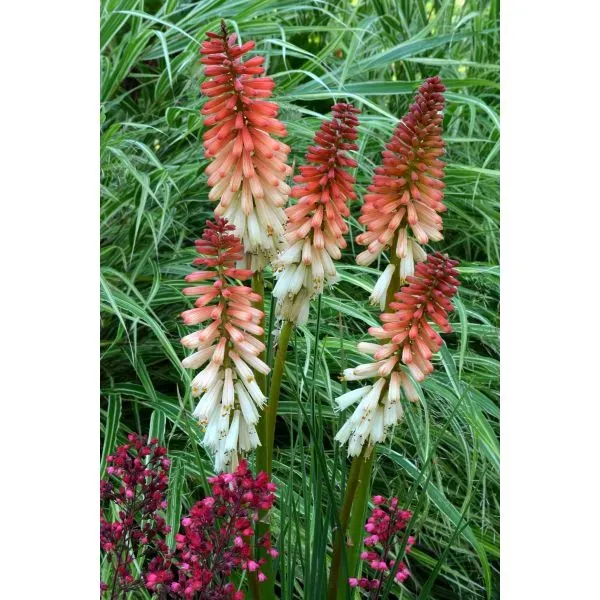 World Botanics Orange Vanilla Popsicle kniphofia plant 9cm
