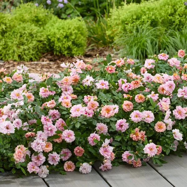 World Botanics Rosa Amirose bodembedekker rozenplant 9cm pot