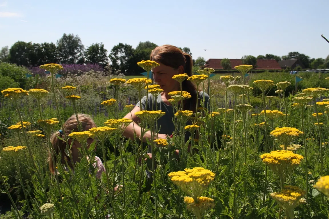 Vitale Rassen geel duizendblad bloemzaden onbespoten