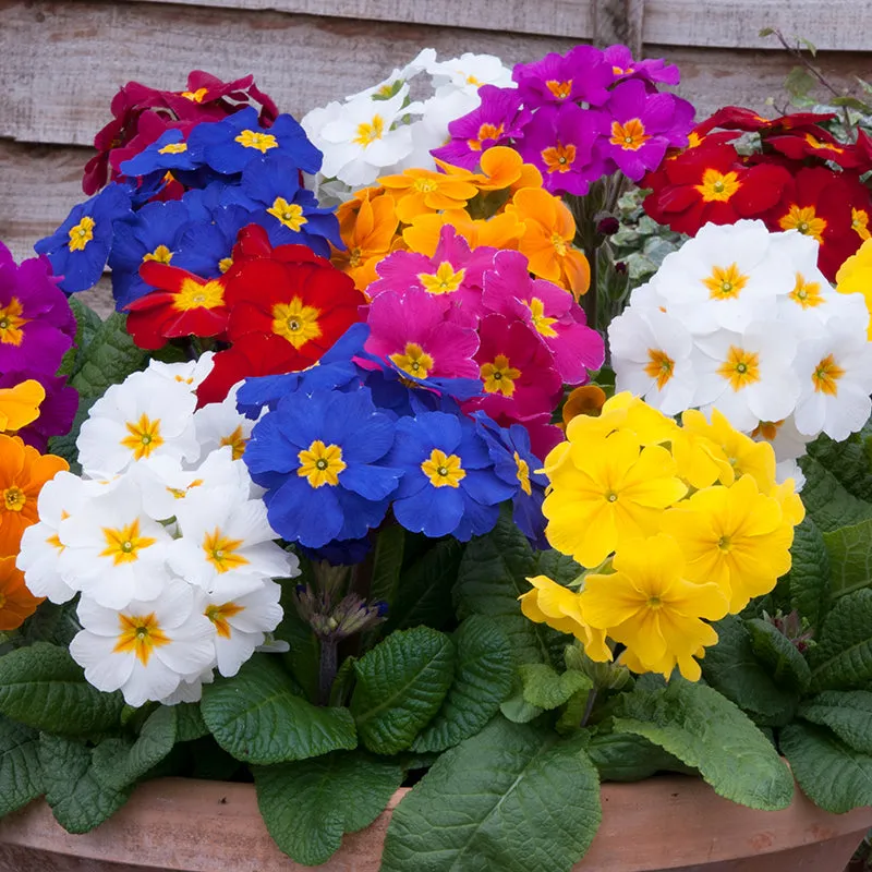 World Botanics Crescendo Mixed F1 perkplanten 15 stuks gemengd