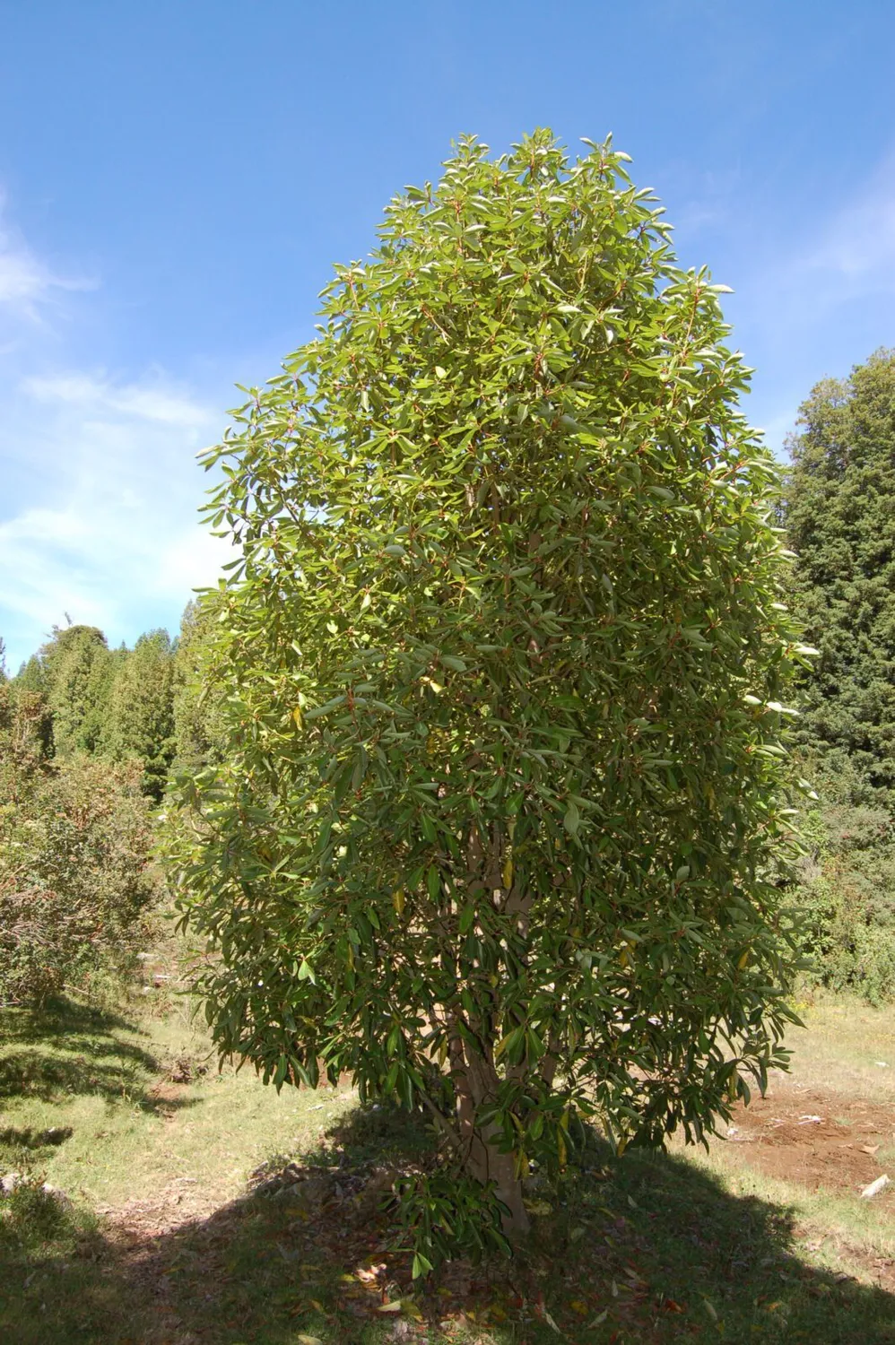 De Tuinen van MergenMetz Foye Chileense peperboom plant winterhard