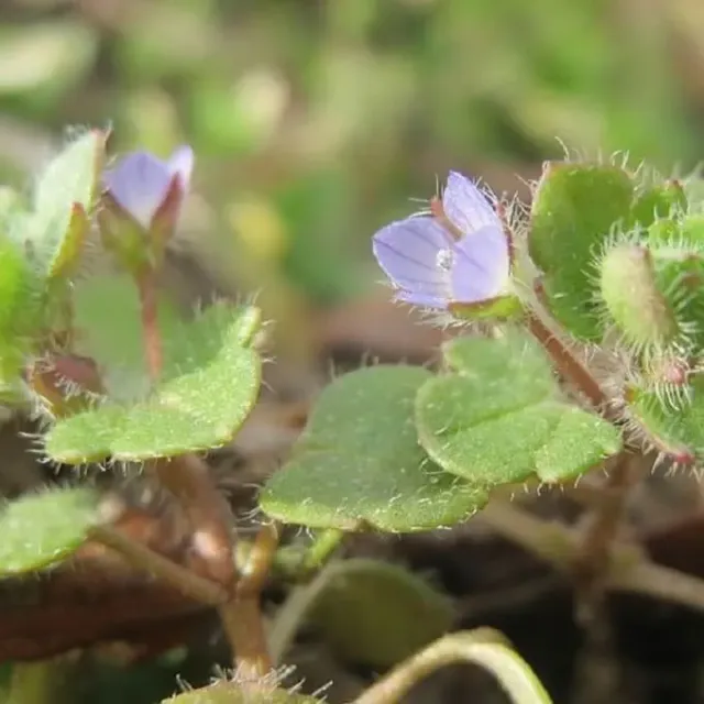 MediGran Klimopereprijs Veronica Hederifolia Zaden Onbespoten