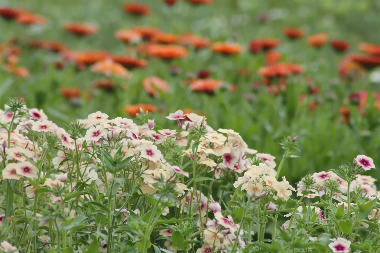 Vitale Rassen Vlambloem Blozend Hartje zaden