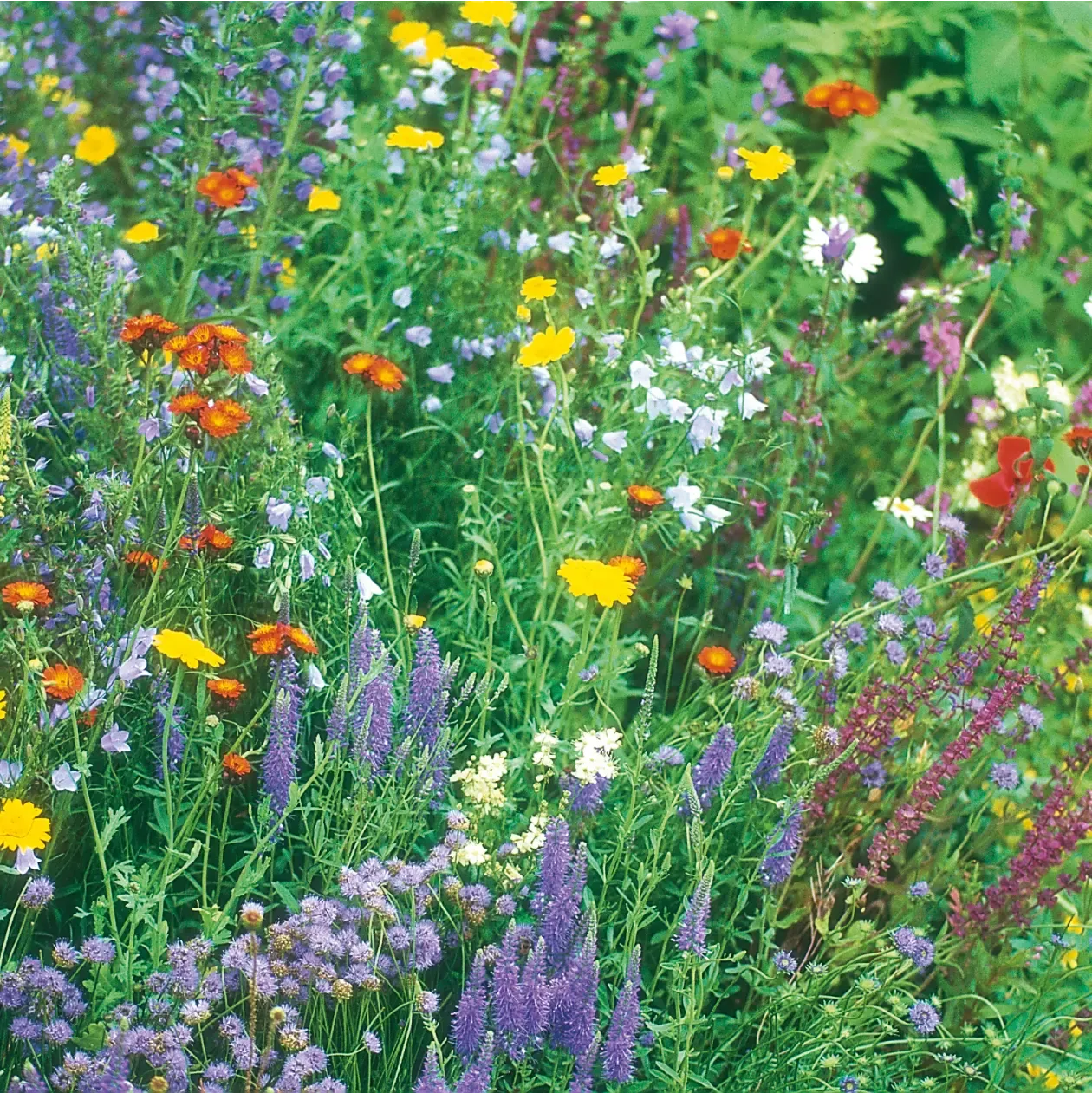 World Botanics Wildlife wildbloemen zaden mengsel