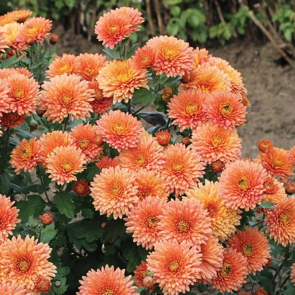 Woolmans Chrysanthemum Peggy chrysant oranje winterhard