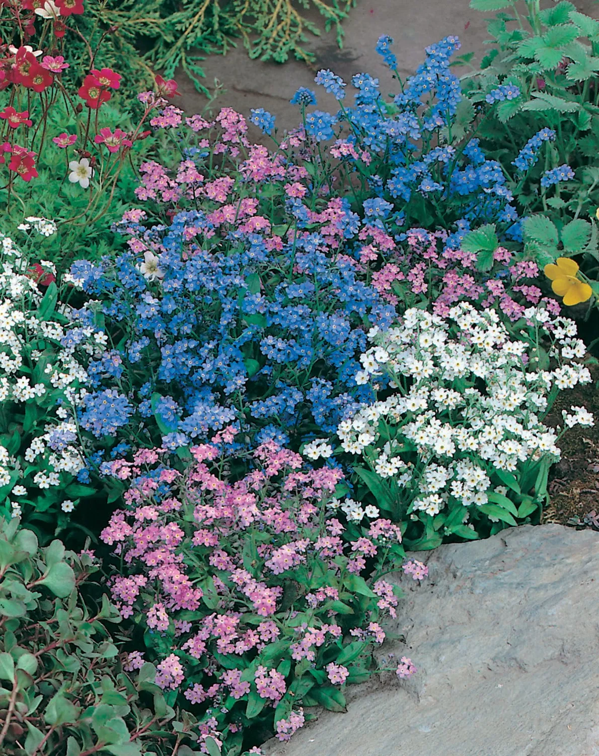 Johnsons Vergeet-mij-niet bloemzaden gemengd blauw