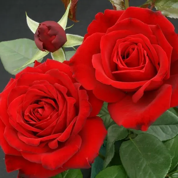 World Botanics Crimson Cascade klimroos rood 1 kale wortel