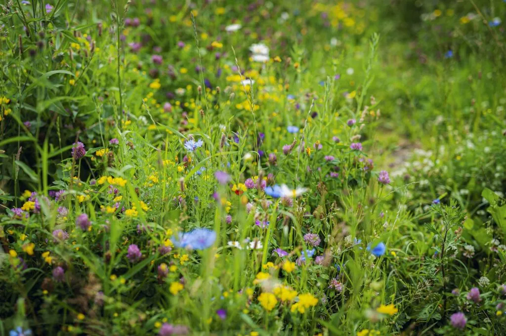 MediGran Nectarflora NGD-50 bloemenzaad inheems mengsel