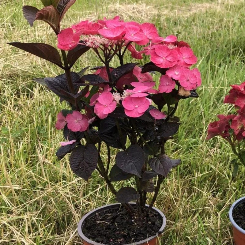 World Botanics Daredevil hortensia potplant 9cm roze