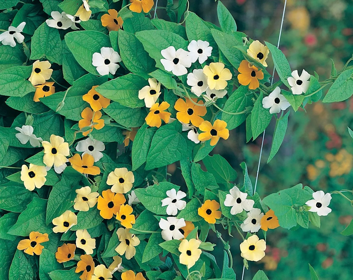 Johnsons Black-Eyed Susan Susie Mixed bloemzaden geel