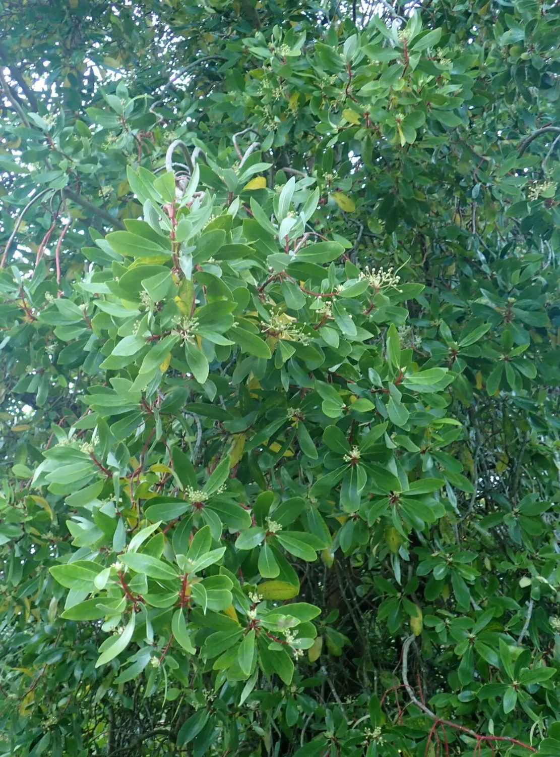 De Tuinen van MergenMetz Foye Chileense peperboom plant winterhard