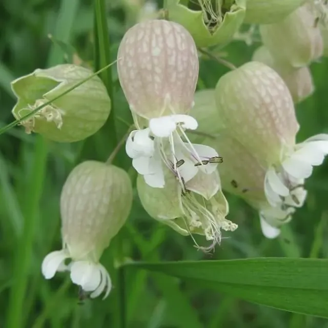 MediGran Silene vulgaris blaassilene zaden onbespoten