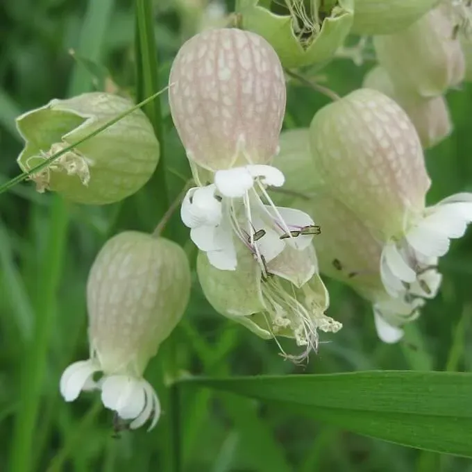 MediGran Silene vulgaris blaassilene zaden onbespoten