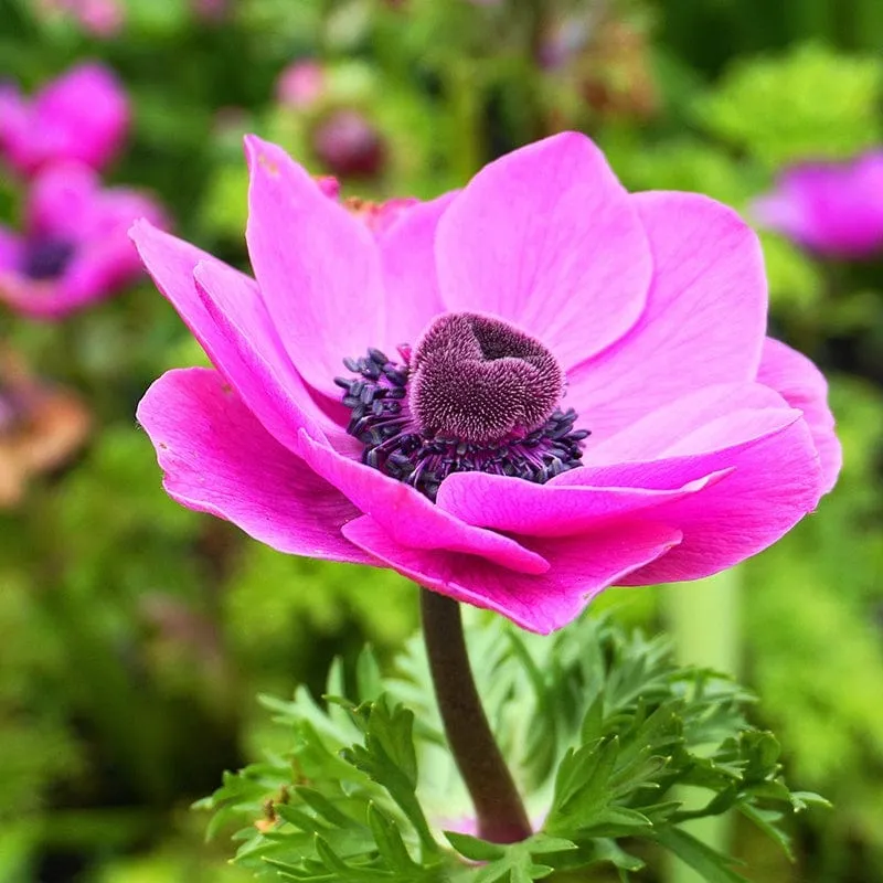 World Botanics Anemone coronaria knollen mix 60 stuks