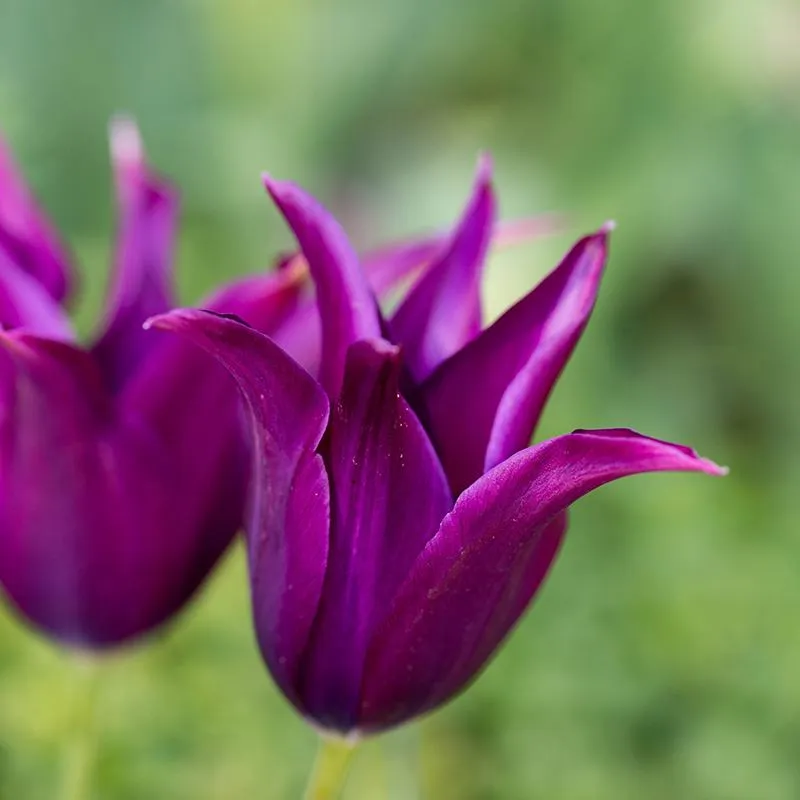 World Botanics Lily Flowered tulpenbollen 45 stuks mix