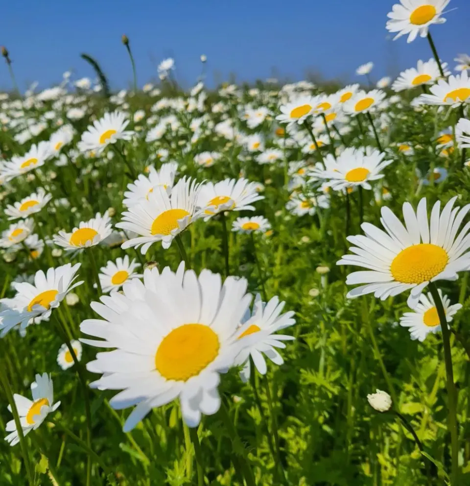 MediGran Leucanthemum vulgare Gewone margriet zaden biologisch