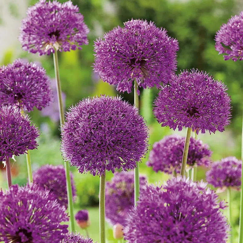 World Botanics Purple Sensation sierui bollen 15 stuks paars