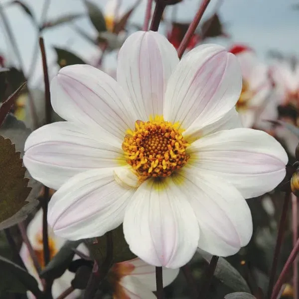 World Botanics Dahlia Bishop of Dover knol 1 stuk wit