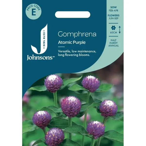 World Botanics Gomphrena Atomic Purple bloemzaden paars