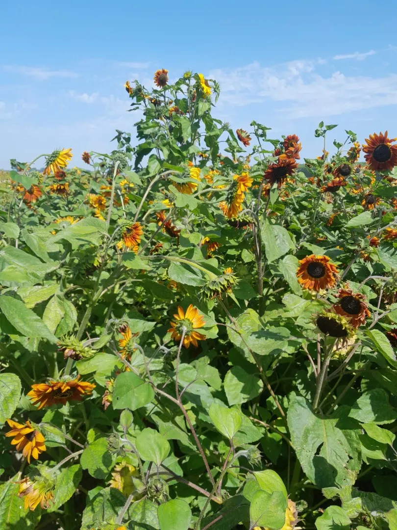 Vitale Rassen Velvet Queen zonnebloem zaden donkerrood