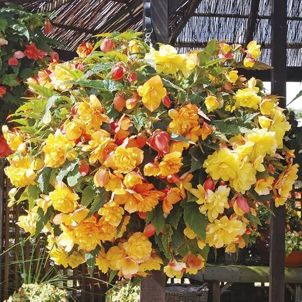 World Botanics Begonia Illumination Apricot Shades F1 15 stuks hangplant