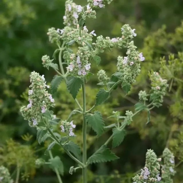 MediGran Nepeta cataria wild kattenkruid zaden