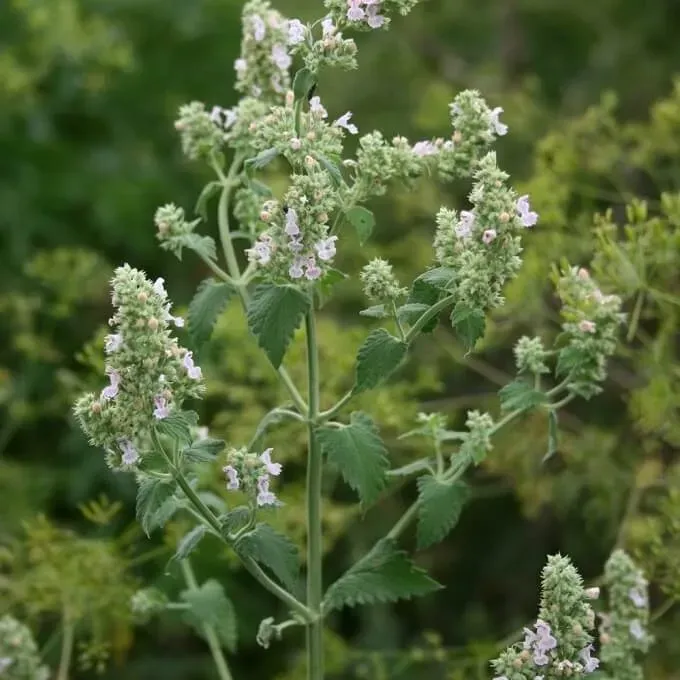 MediGran Nepeta cataria wild kattenkruid zaden