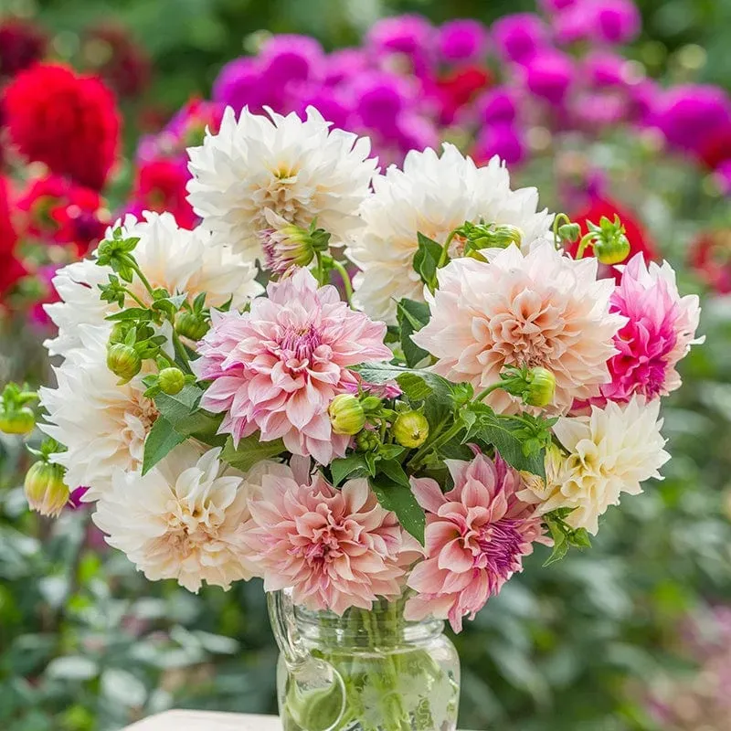 World Botanics Parisian dahlia planten Cafe au Lait 3 stuks